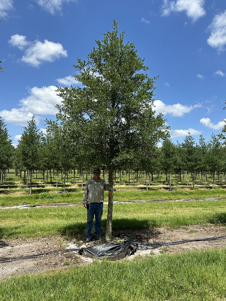 quercus-virginiana-live-oak-southern-oak-tree