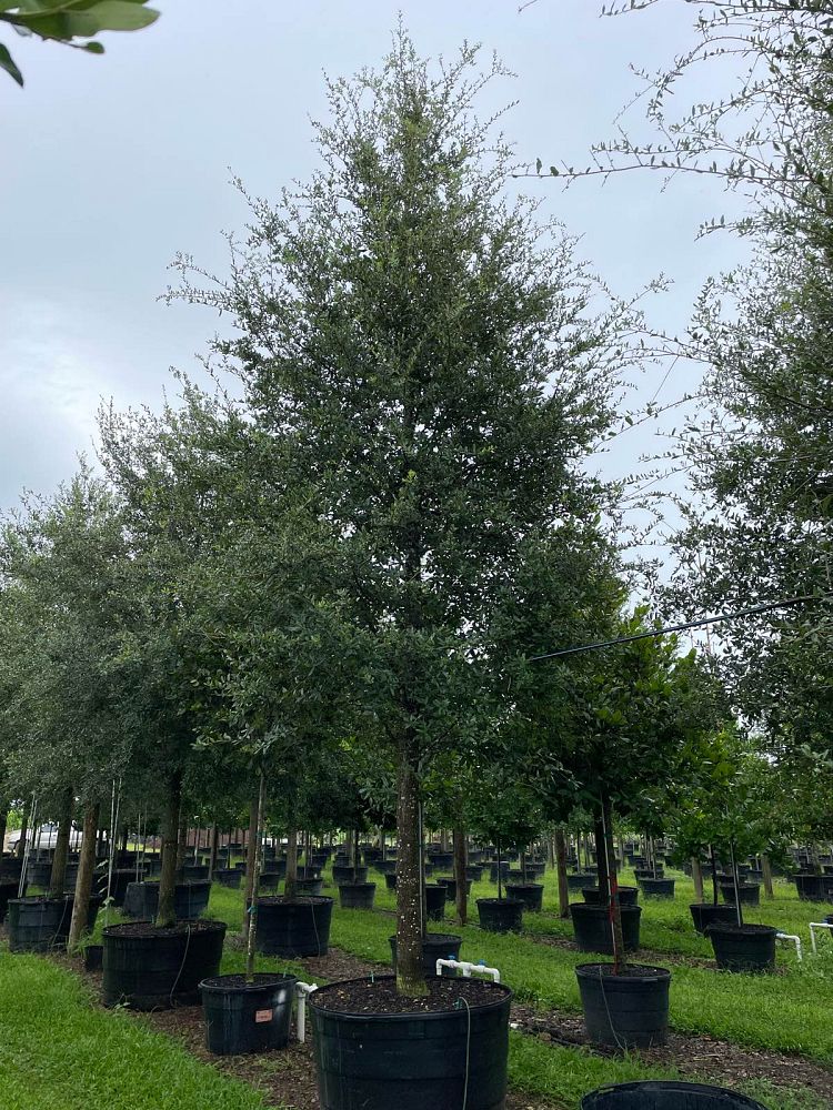 quercus-virginiana-live-oak-southern-oak-tree