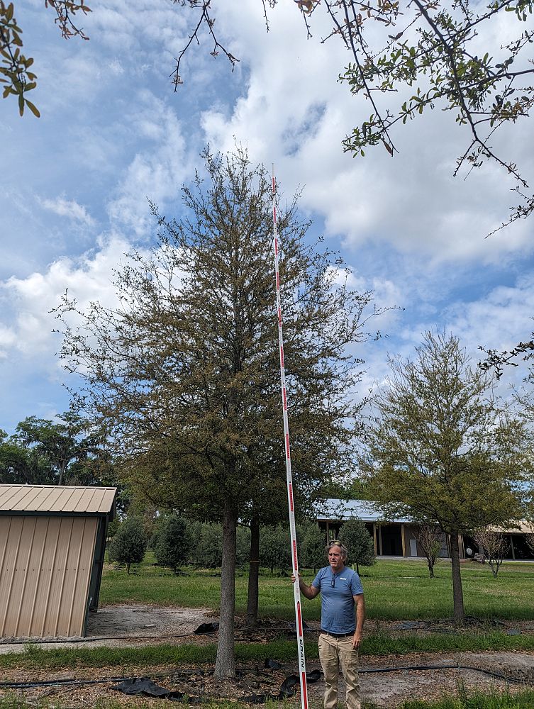quercus-virginiana-live-oak-southern-oak-tree