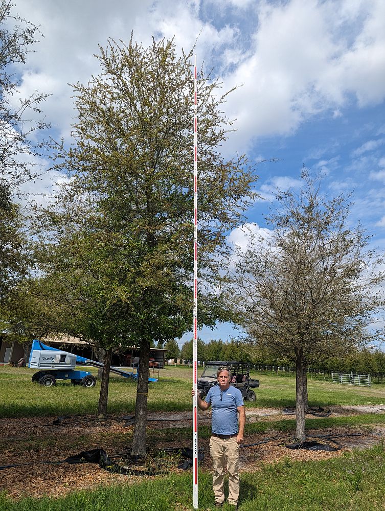 quercus-virginiana-live-oak-southern-oak-tree