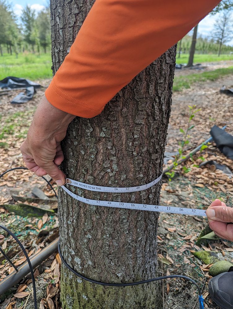 quercus-virginiana-live-oak-southern-oak-tree
