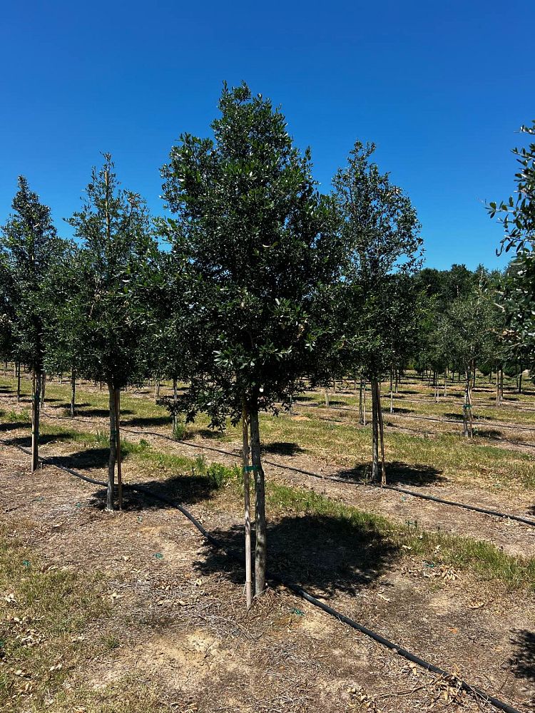 quercus-virginiana-live-oak-southern-oak-tree