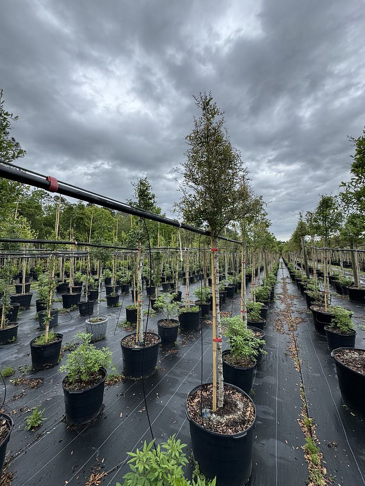 quercus-virginiana-live-oak-southern-oak-tree