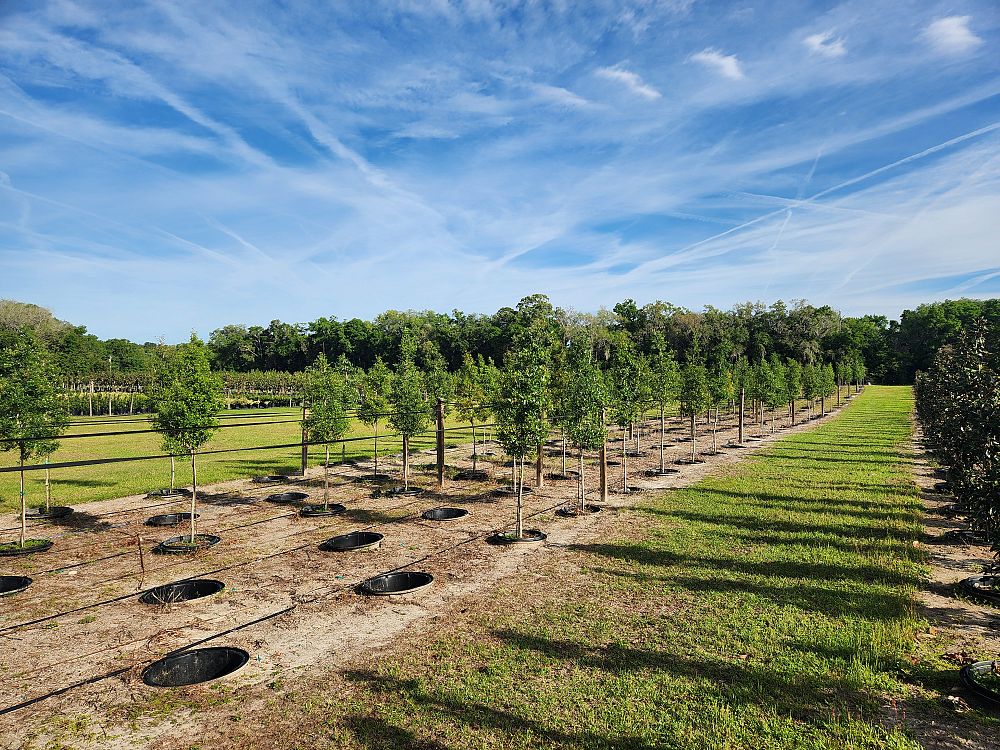 quercus-virginiana-live-oak-southern-oak-tree