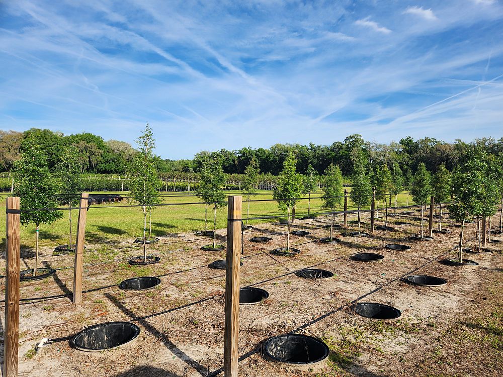 quercus-virginiana-live-oak-southern-oak-tree