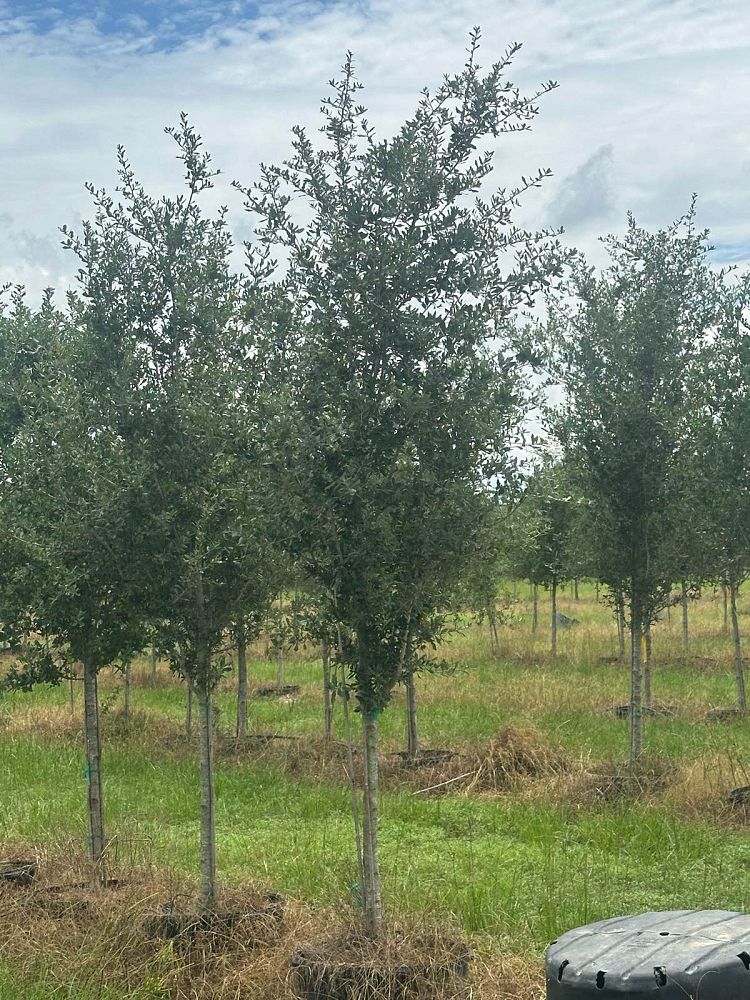 quercus-virginiana-live-oak-southern-oak-tree