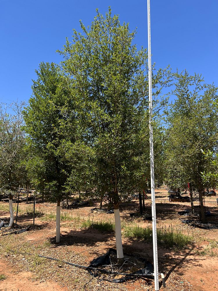 quercus-virginiana-live-oak-southern-oak-tree