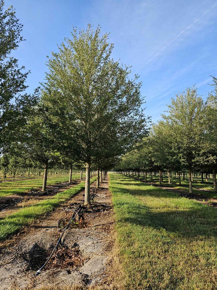quercus-virginiana-live-oak-southern-oak-tree