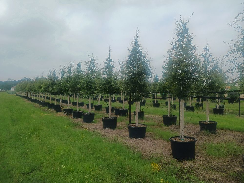 quercus-virginiana-live-oak-southern-oak-tree