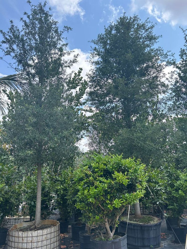 quercus-virginiana-live-oak-southern-oak-tree
