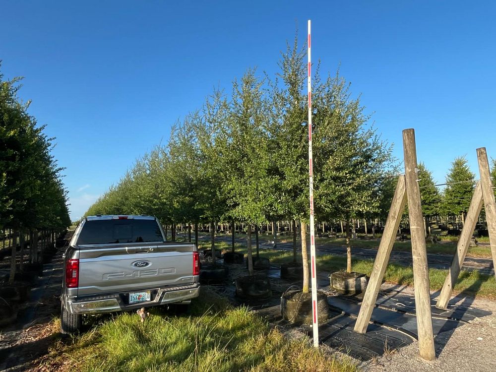 quercus-virginiana-live-oak-southern-oak-tree