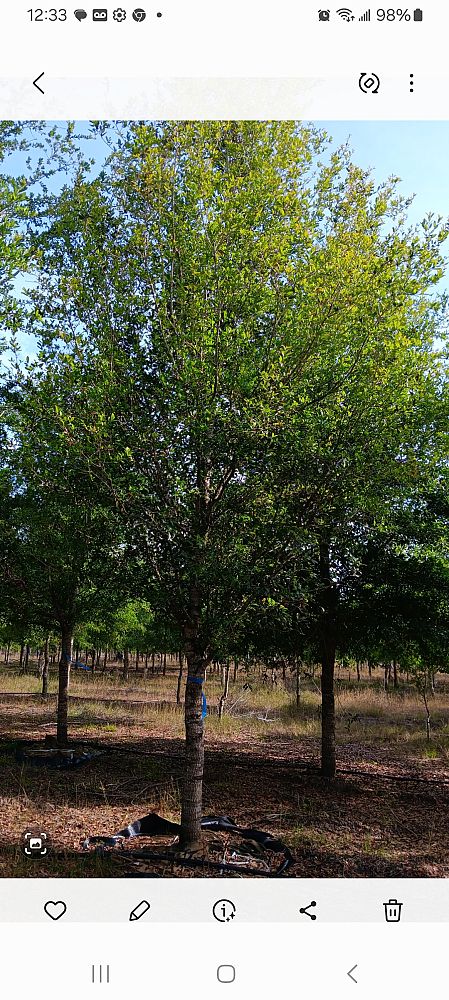 quercus-virginiana-live-oak-southern-oak-tree