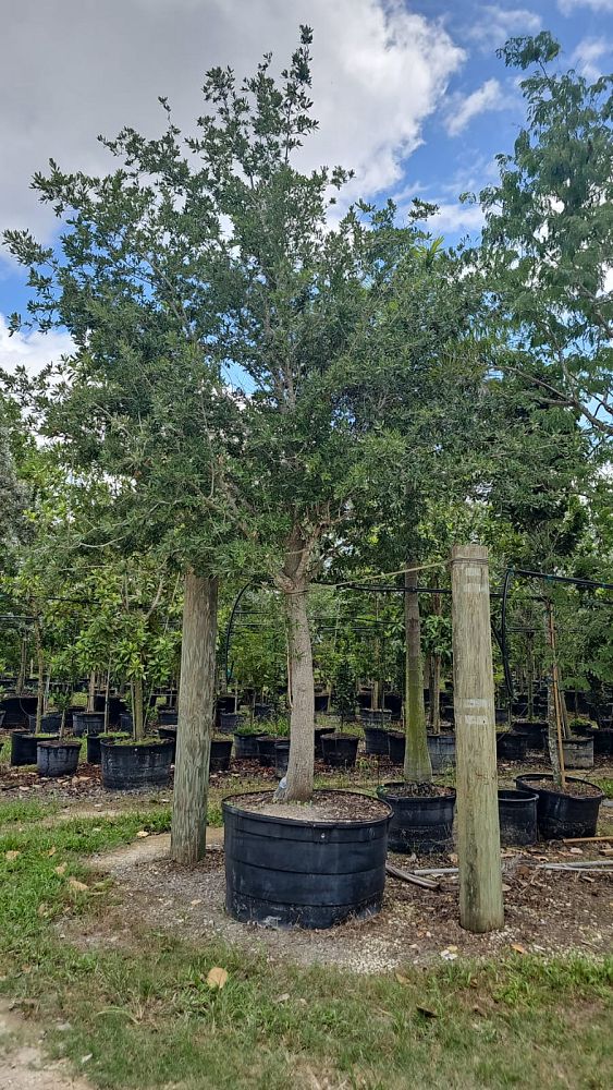 quercus-virginiana-live-oak-southern-oak-tree