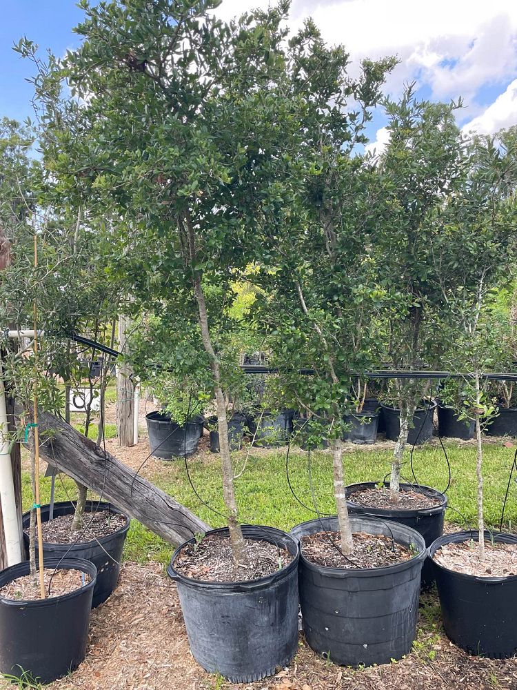 quercus-virginiana-live-oak-southern-oak-tree