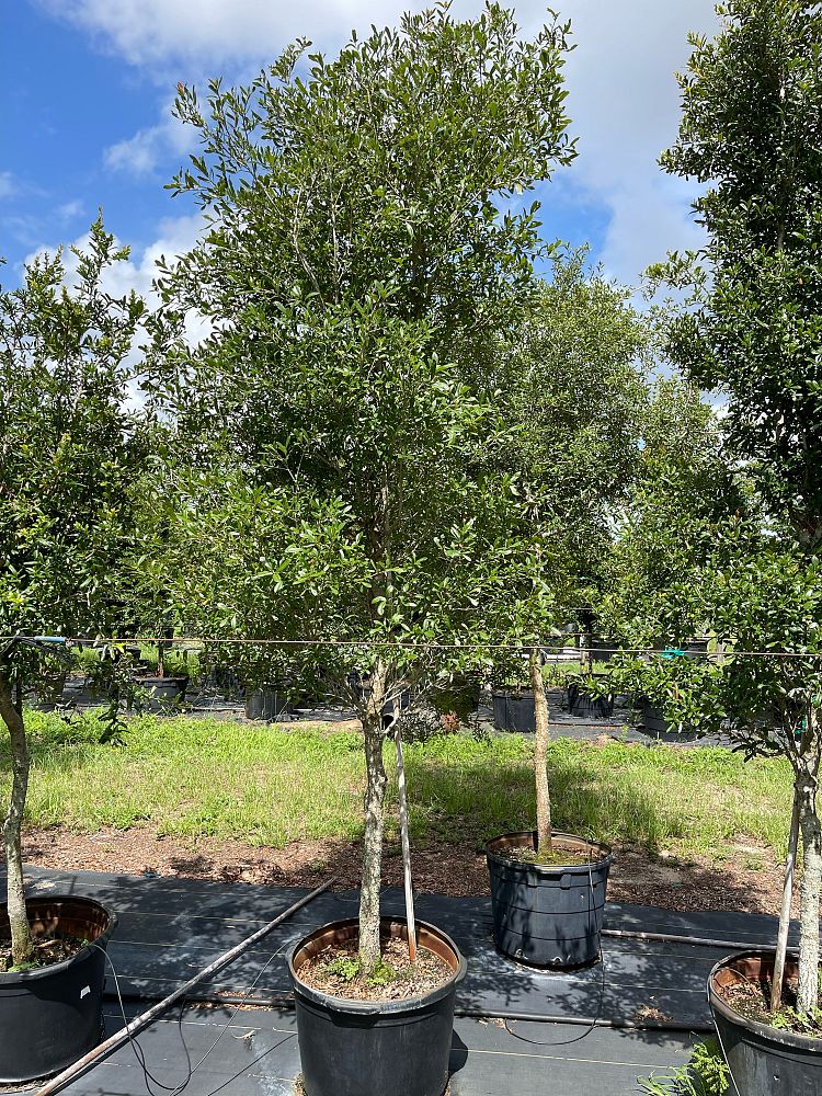 quercus-virginiana-live-oak-southern-oak-tree