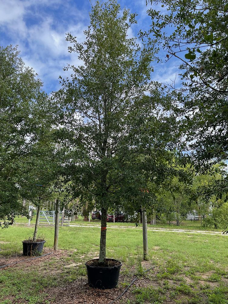 quercus-virginiana-live-oak-southern-oak-tree