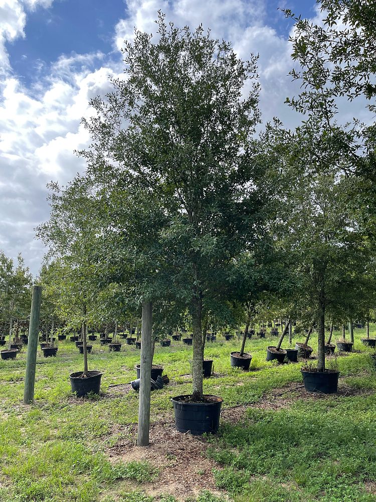 quercus-virginiana-live-oak-southern-oak-tree
