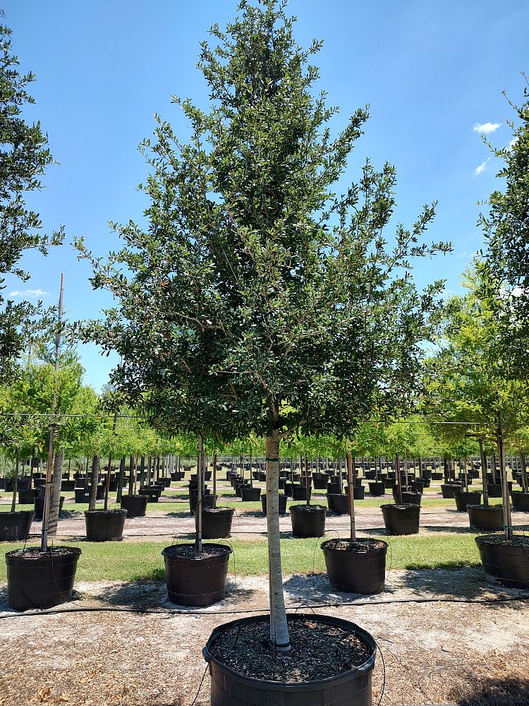 quercus-virginiana-live-oak-southern-oak-tree