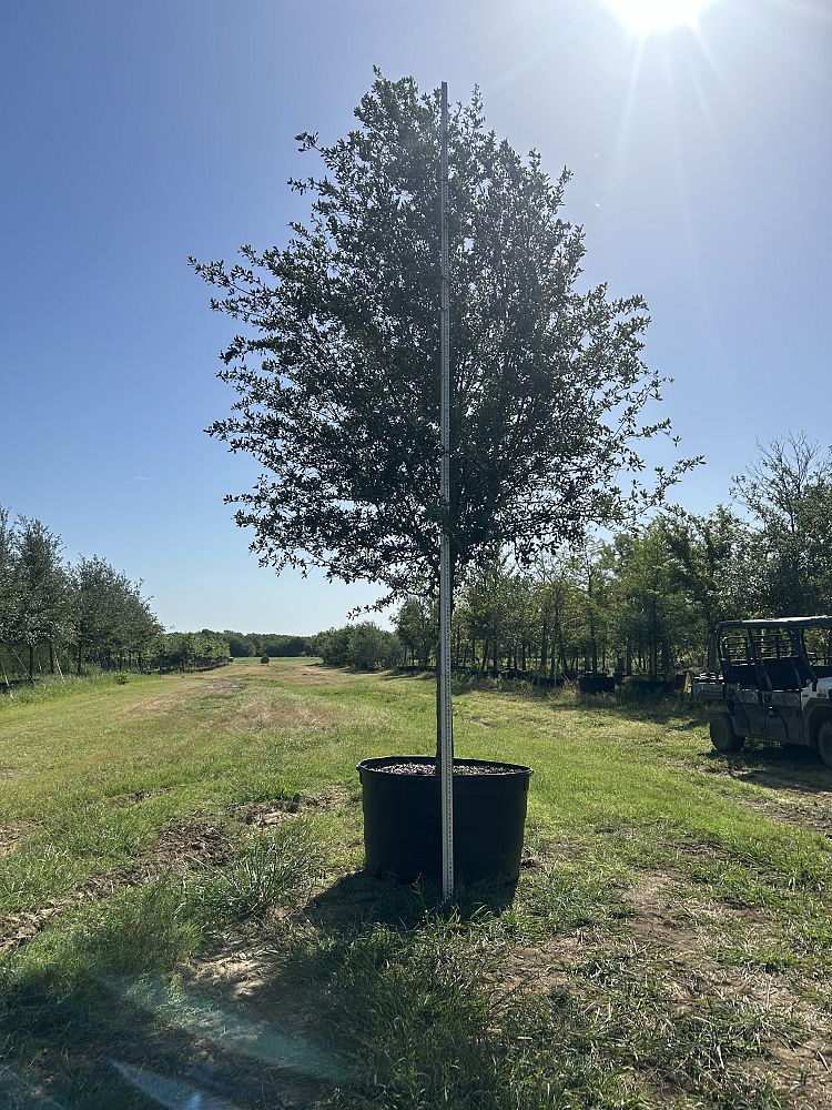 quercus-virginiana-live-oak-southern-oak-tree