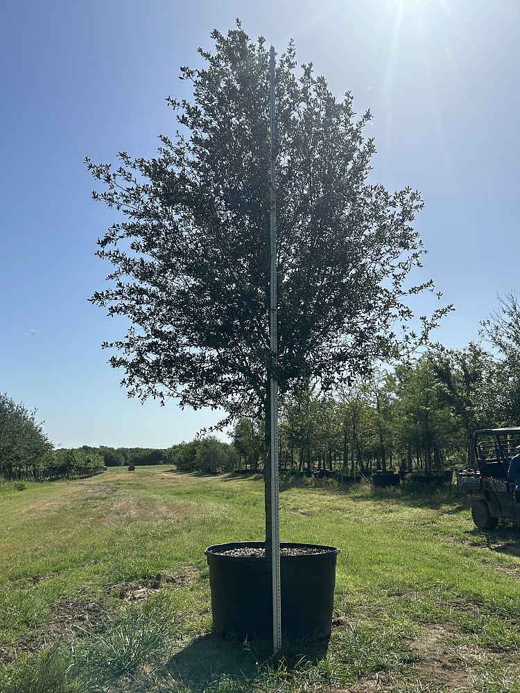 quercus-virginiana-live-oak-southern-oak-tree