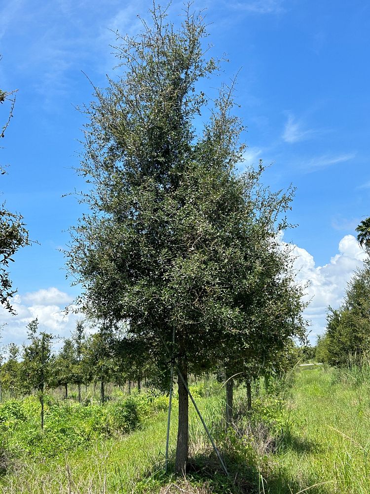 quercus-virginiana-live-oak-southern-oak-tree