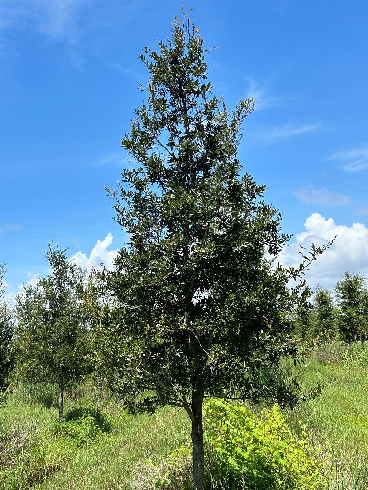 quercus-virginiana-live-oak-southern-oak-tree