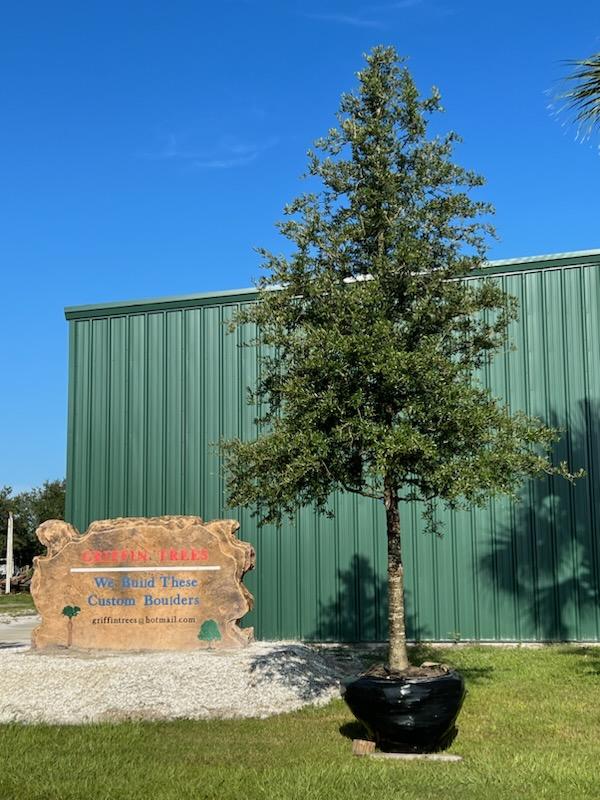 quercus-virginiana-live-oak-southern-oak-tree