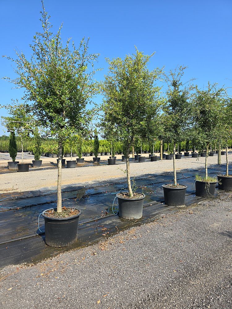 quercus-virginiana-live-oak-southern-oak-tree