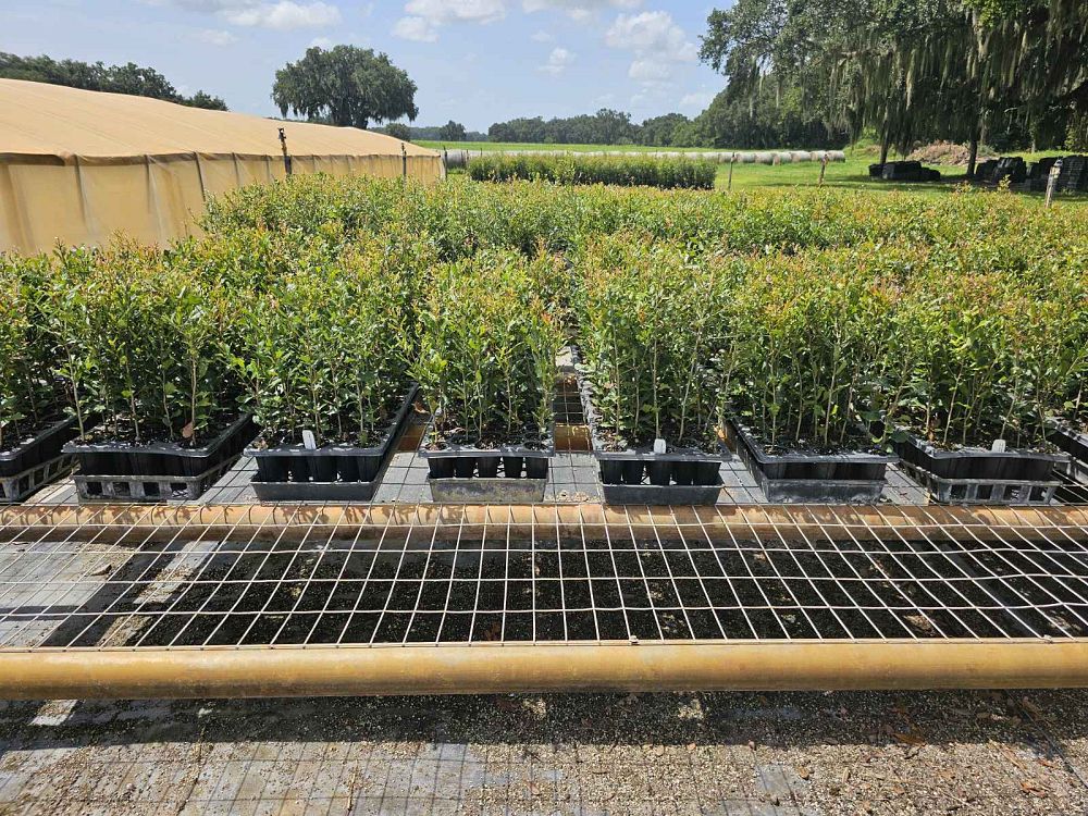 quercus-virginiana-live-oak-southern-oak-tree