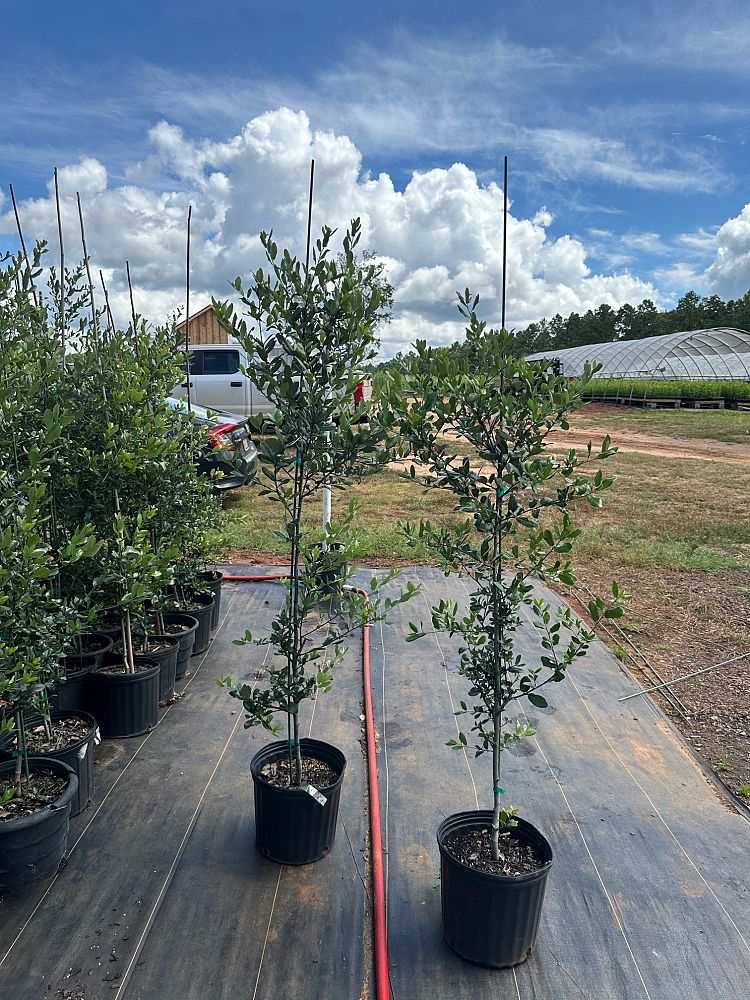 quercus-virginiana-live-oak-southern-oak-tree