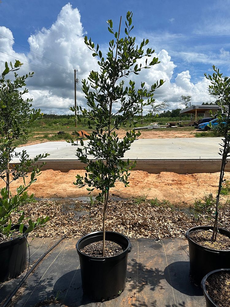 quercus-virginiana-live-oak-southern-oak-tree