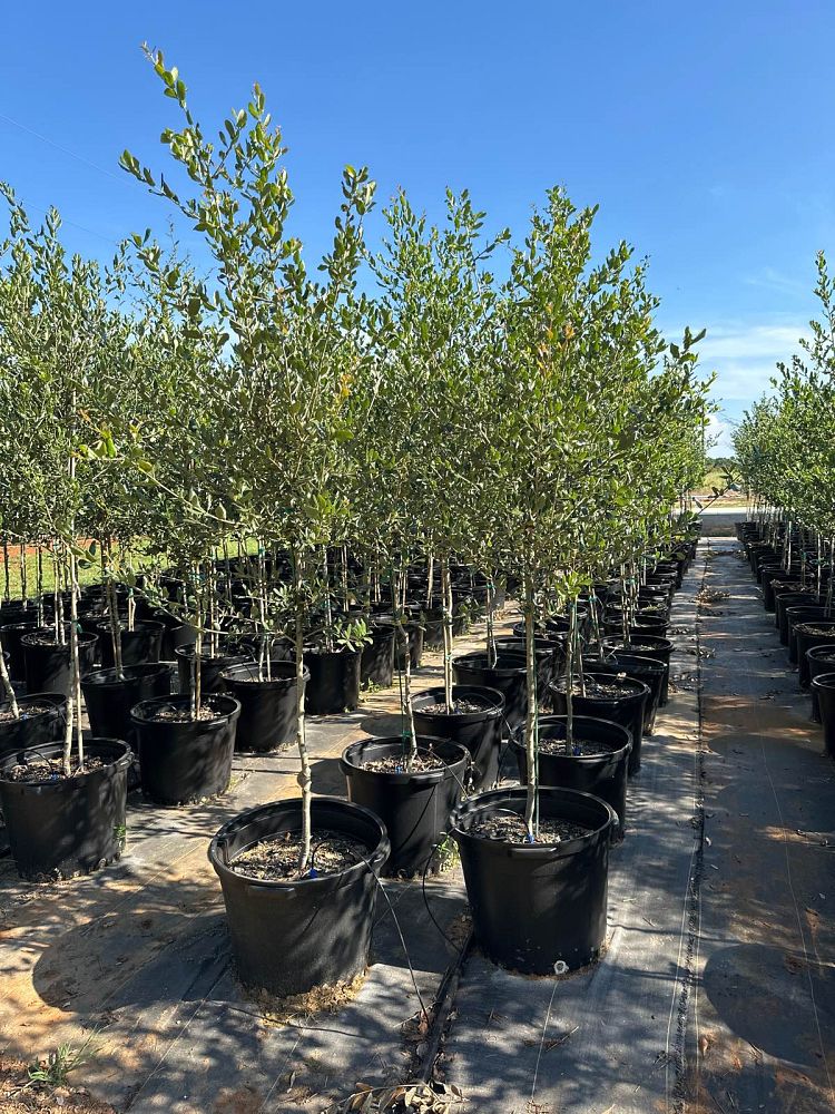 quercus-virginiana-live-oak-southern-oak-tree