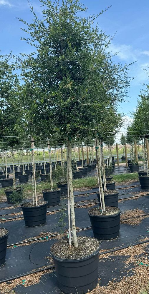 quercus-virginiana-live-oak-southern-oak-tree