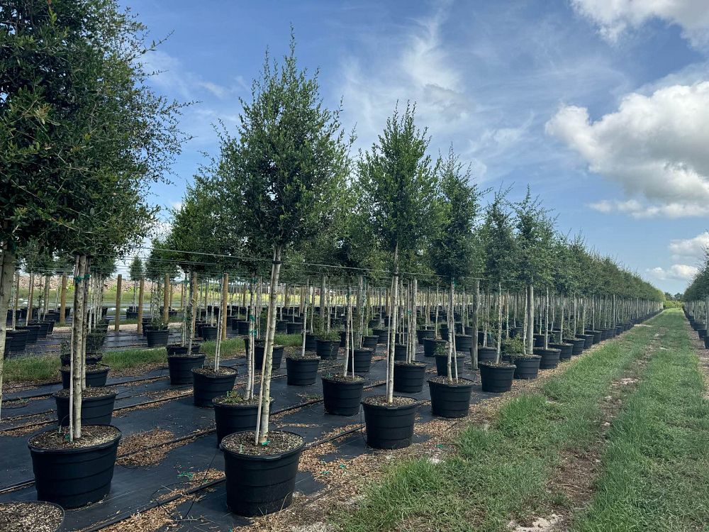 quercus-virginiana-live-oak-southern-oak-tree