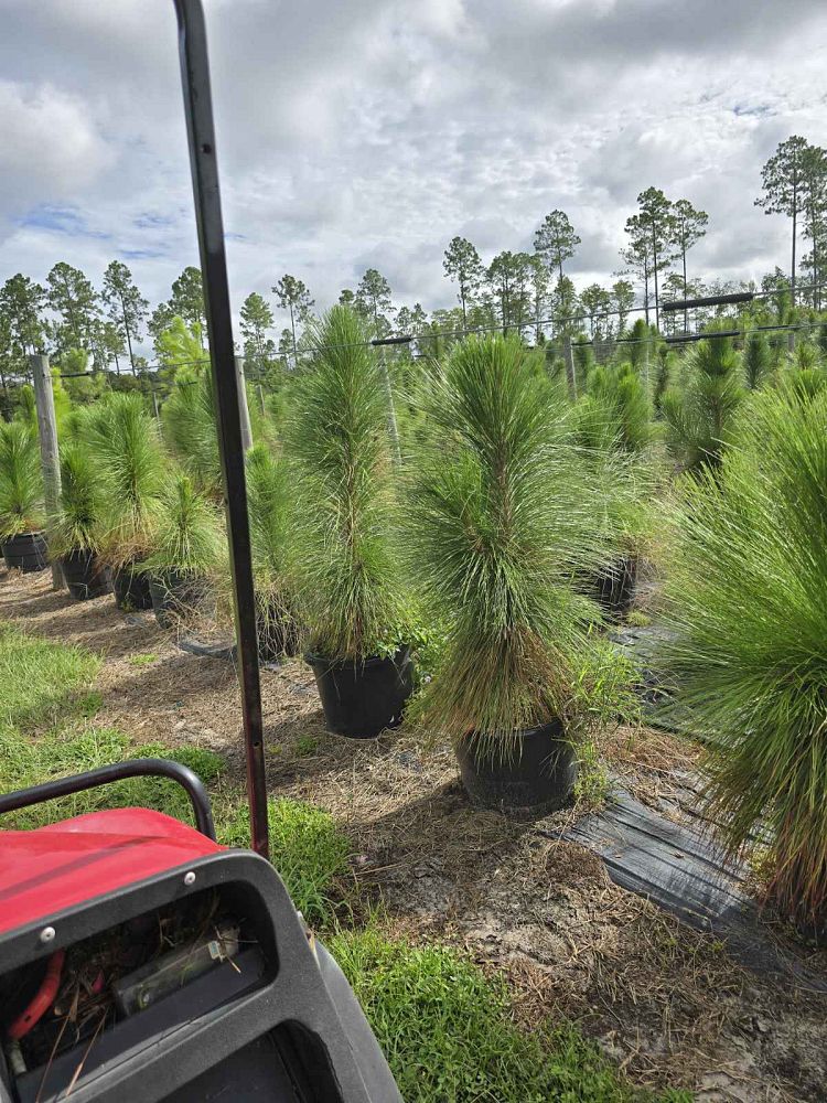 quercus-virginiana-live-oak-southern-oak-tree