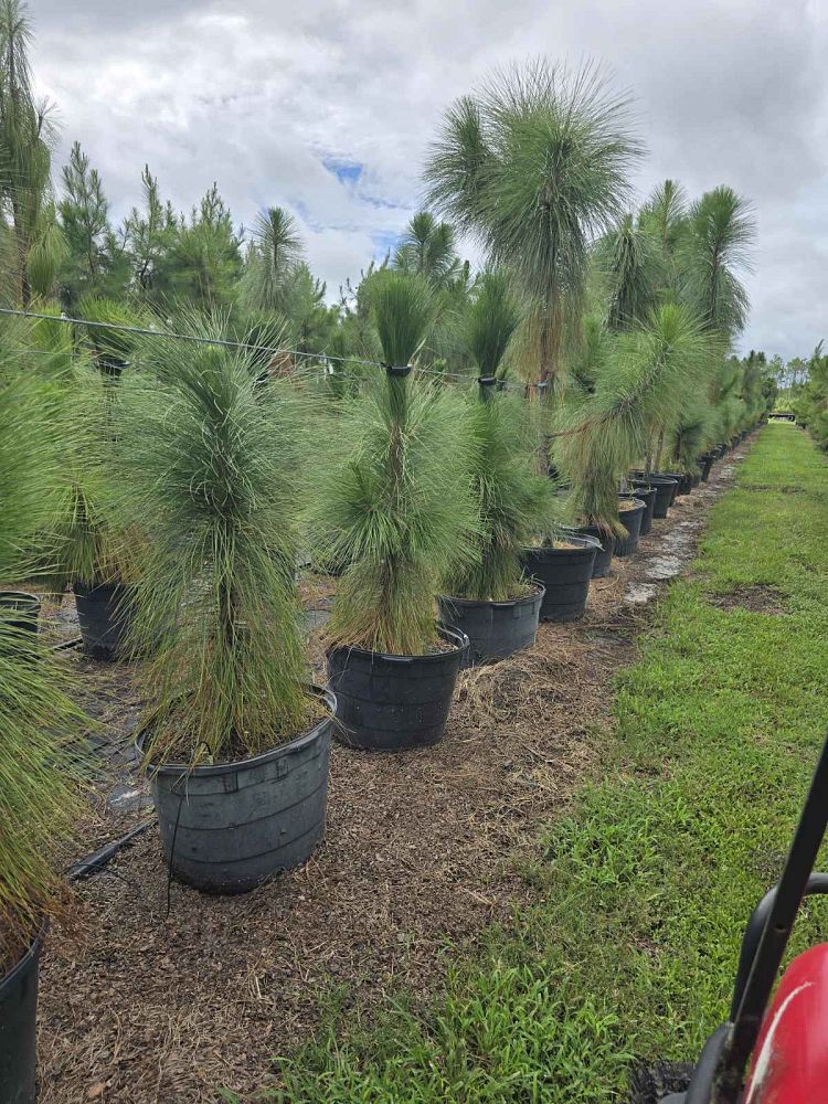 quercus-virginiana-live-oak-southern-oak-tree