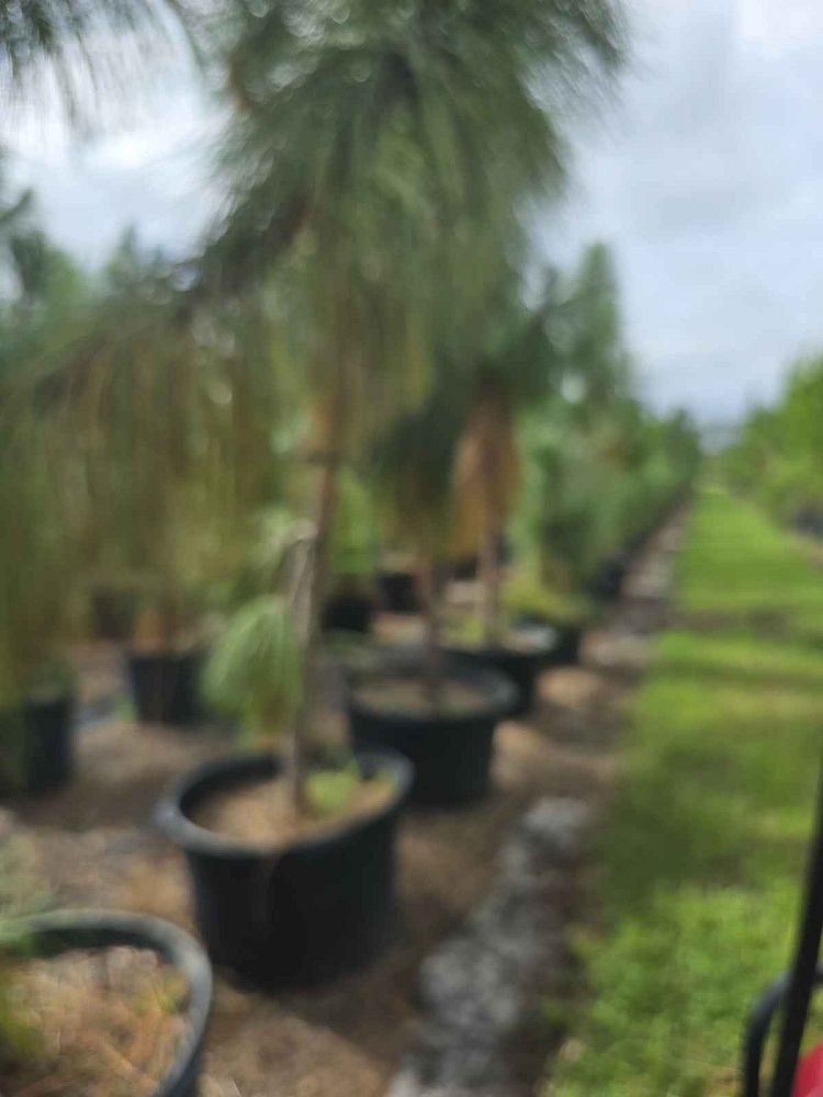 quercus-virginiana-live-oak-southern-oak-tree
