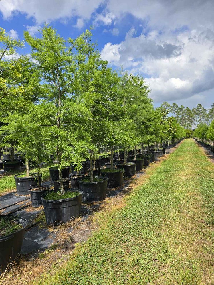 quercus-virginiana-live-oak-southern-oak-tree