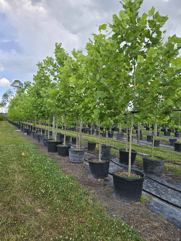 quercus-virginiana-live-oak-southern-oak-tree