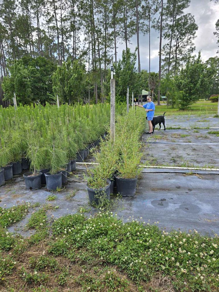 quercus-virginiana-live-oak-southern-oak-tree