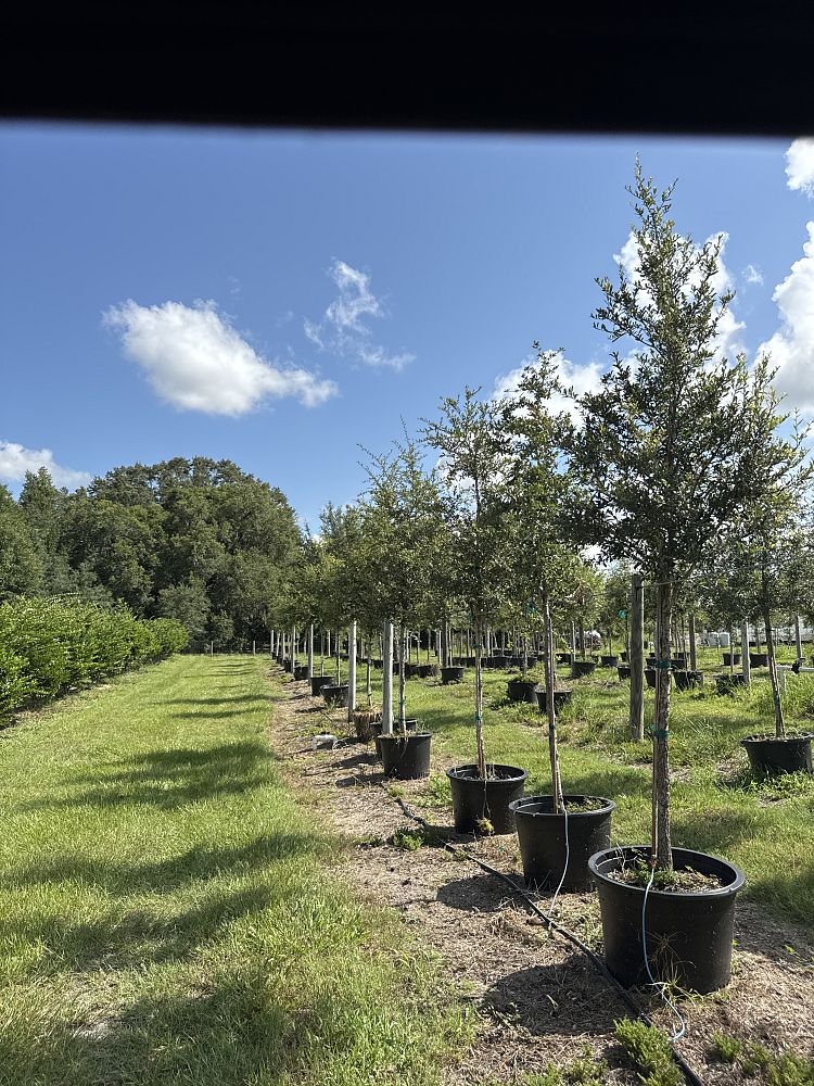 quercus-virginiana-live-oak-southern-oak-tree