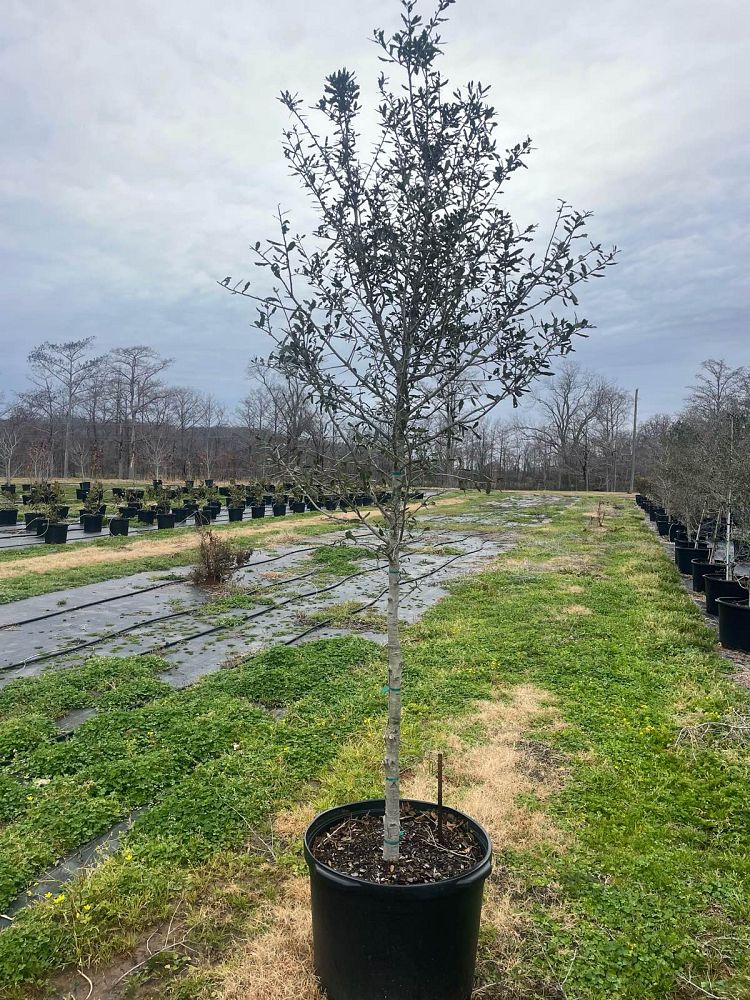 quercus-virginiana-live-oak-southern-oak-tree