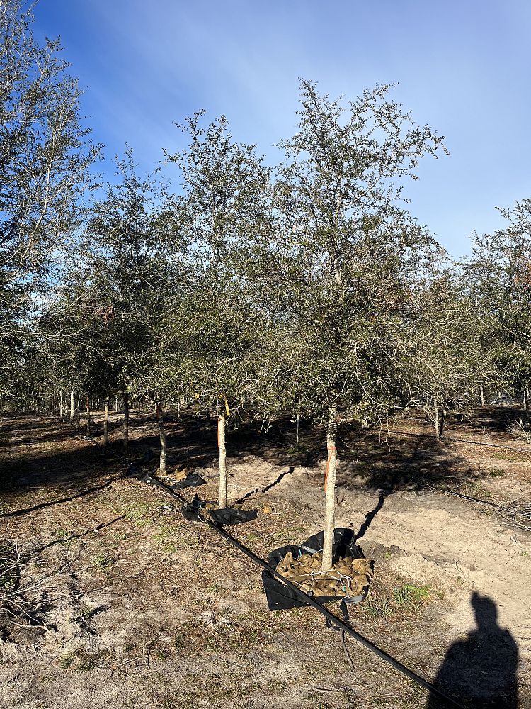 quercus-virginiana-live-oak-southern-oak-tree