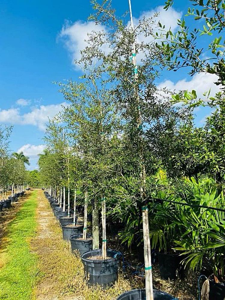quercus-virginiana-live-oak-southern-oak-tree