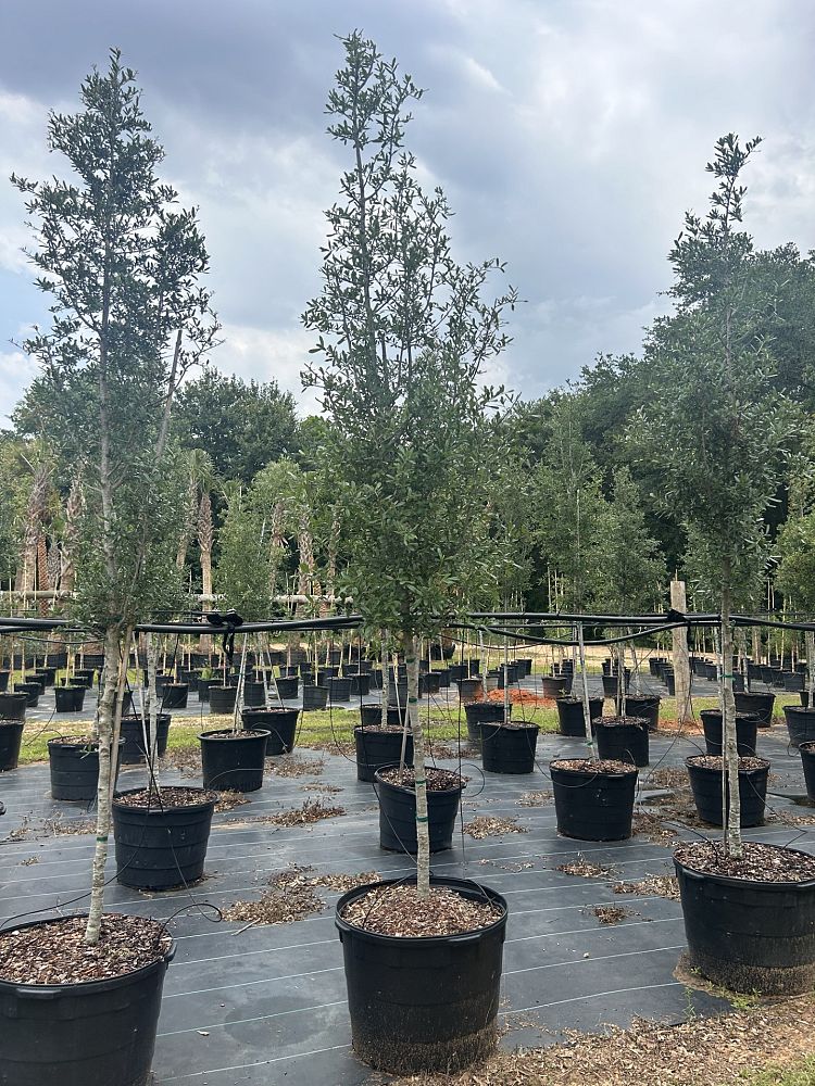 quercus-virginiana-live-oak-southern-oak-tree