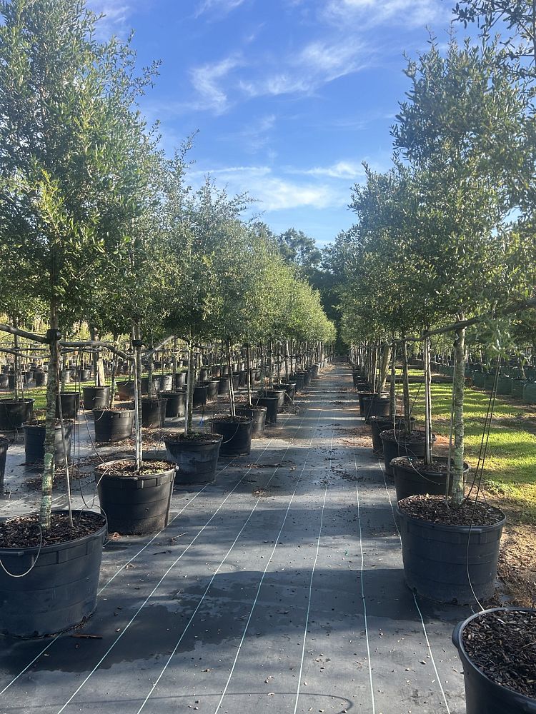 quercus-virginiana-live-oak-southern-oak-tree