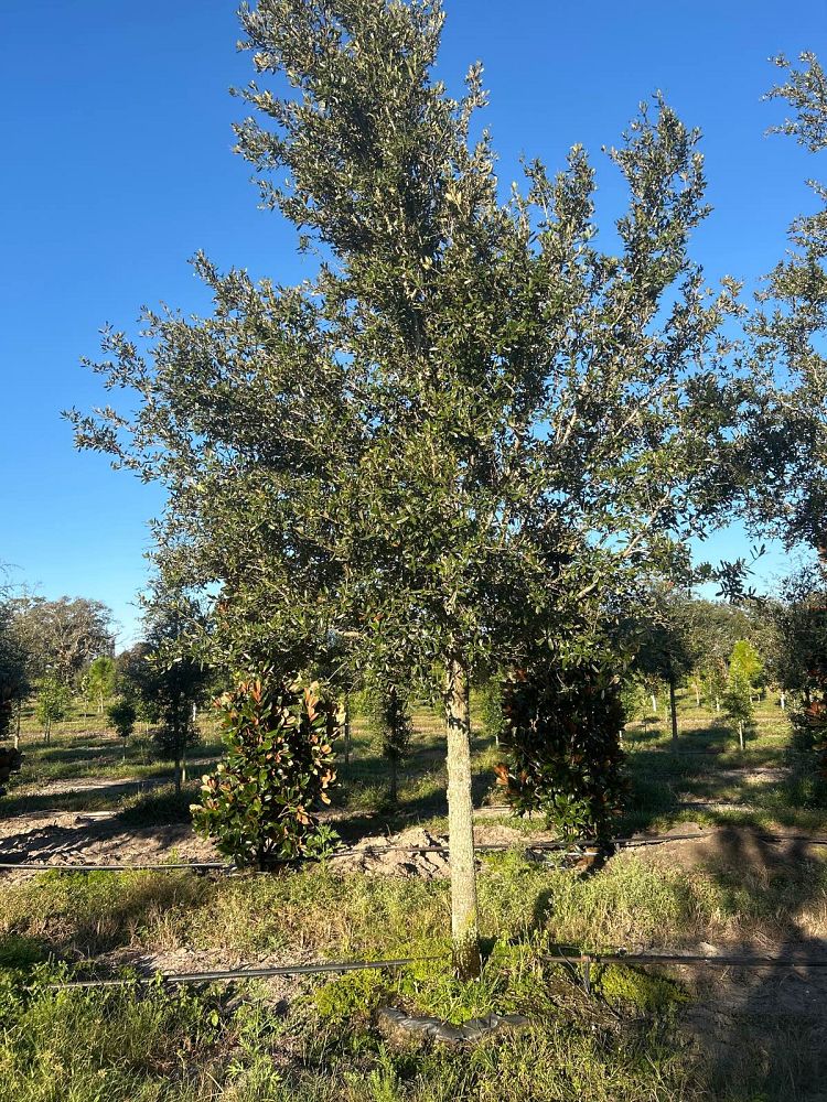 quercus-virginiana-live-oak-southern-oak-tree