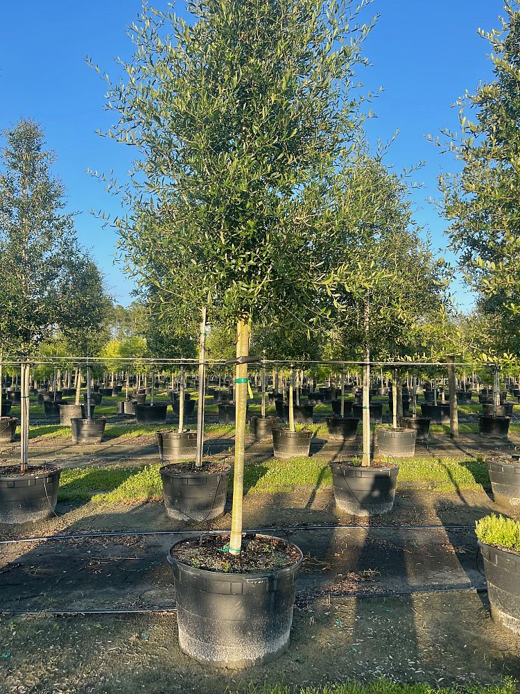 quercus-virginiana-live-oak-southern-oak-tree