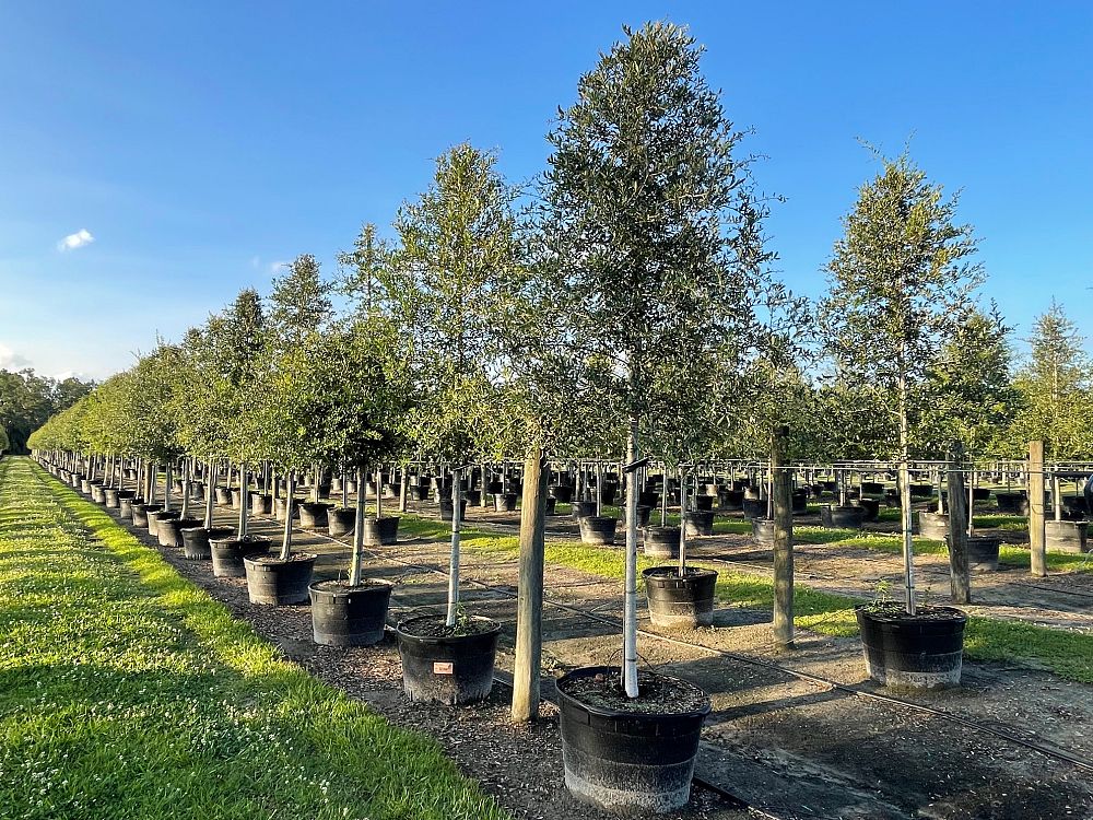 quercus-virginiana-live-oak-southern-oak-tree