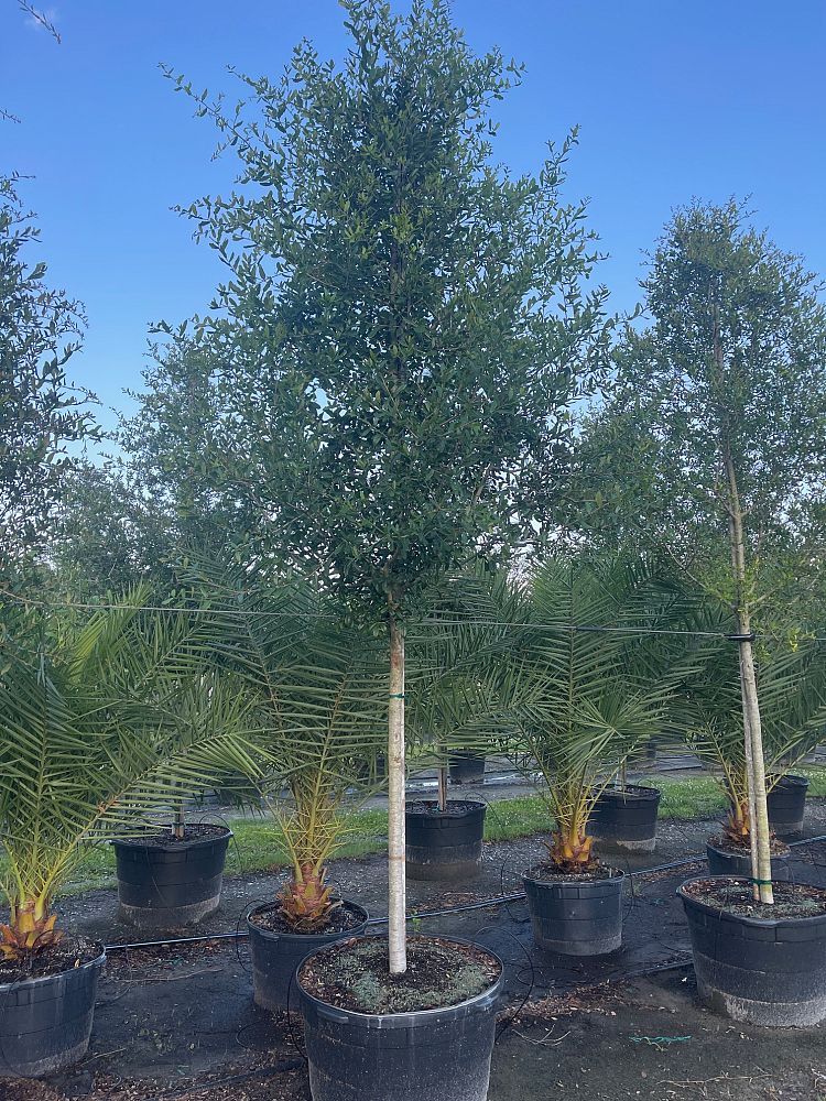 quercus-virginiana-live-oak-southern-oak-tree